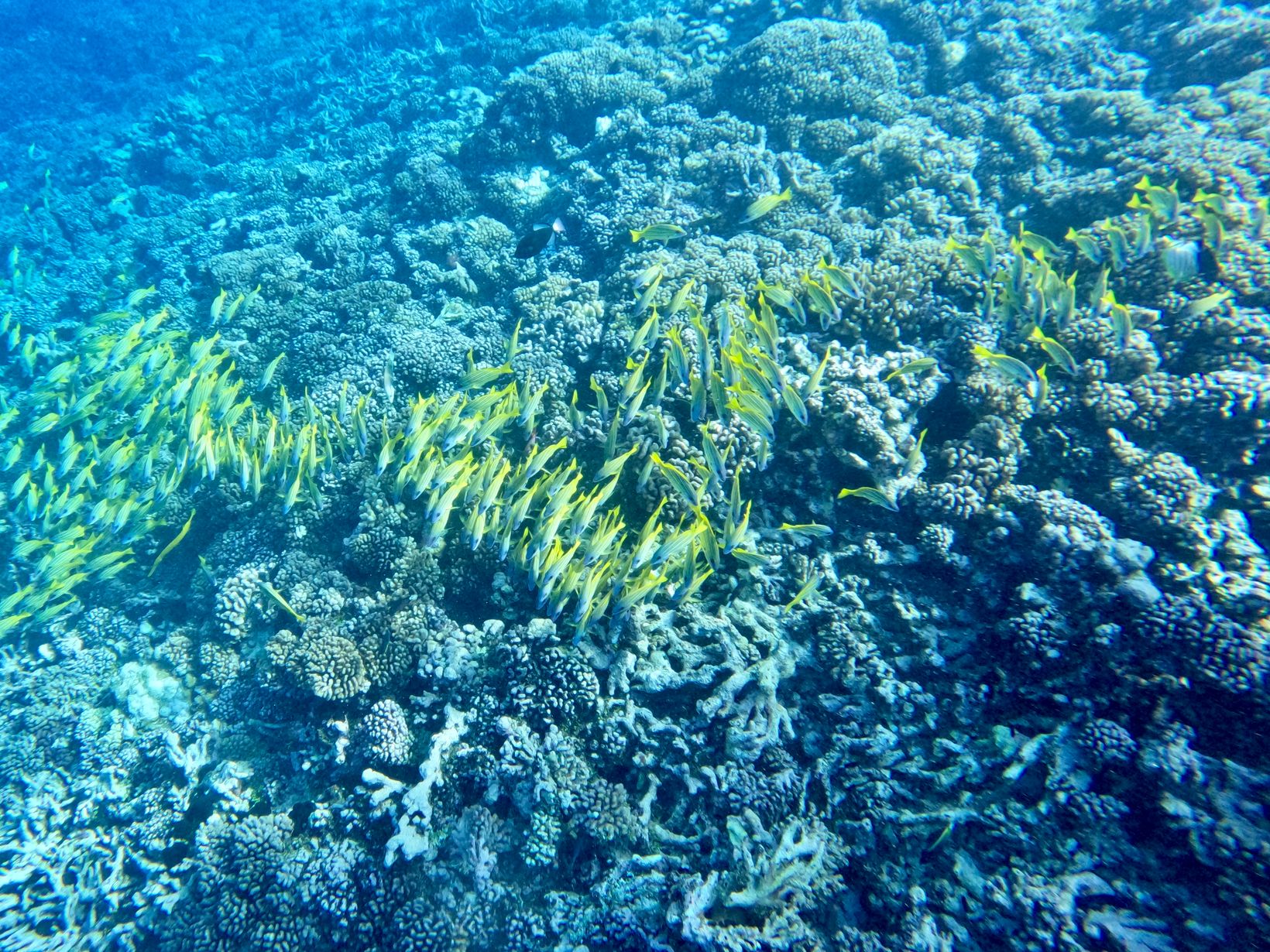 GOPR2494