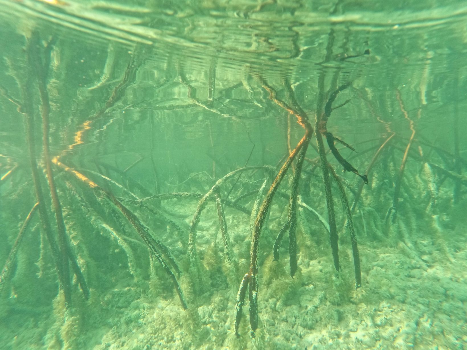 2025-04-23 Bahamas - 80