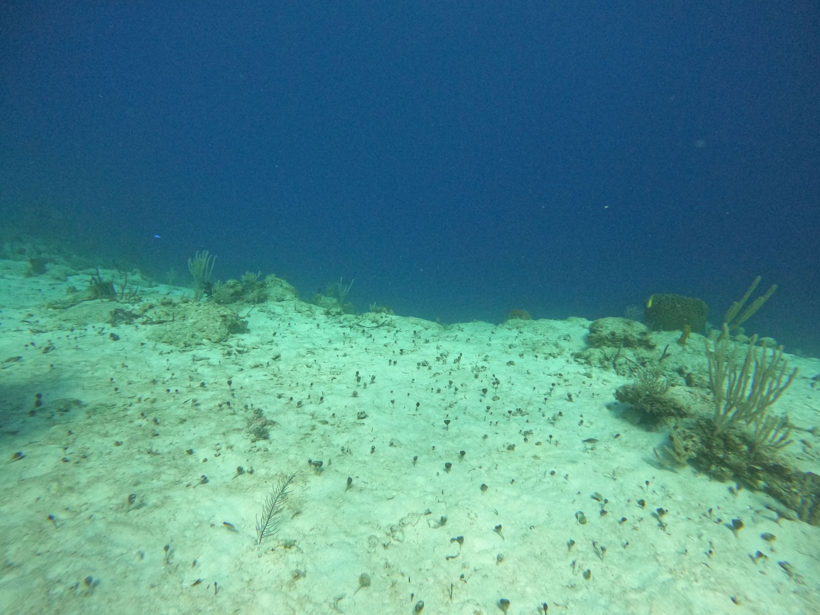 2025-04-11 Bahamas - 30