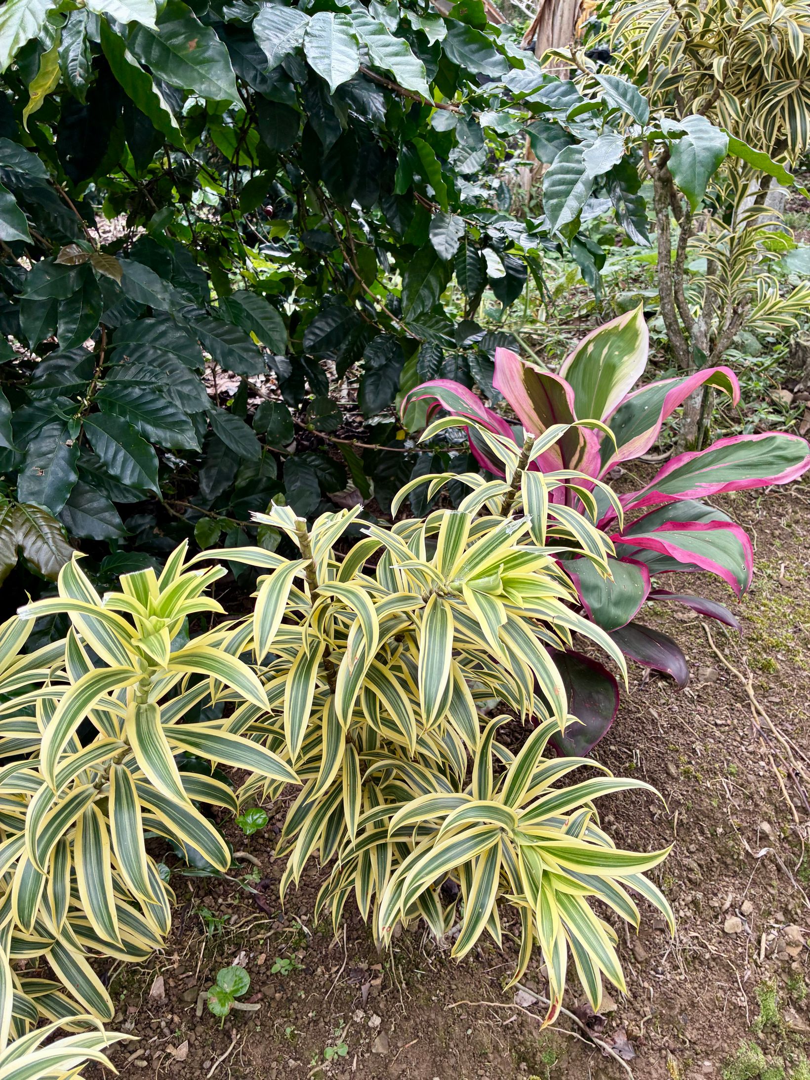 IMG 7315