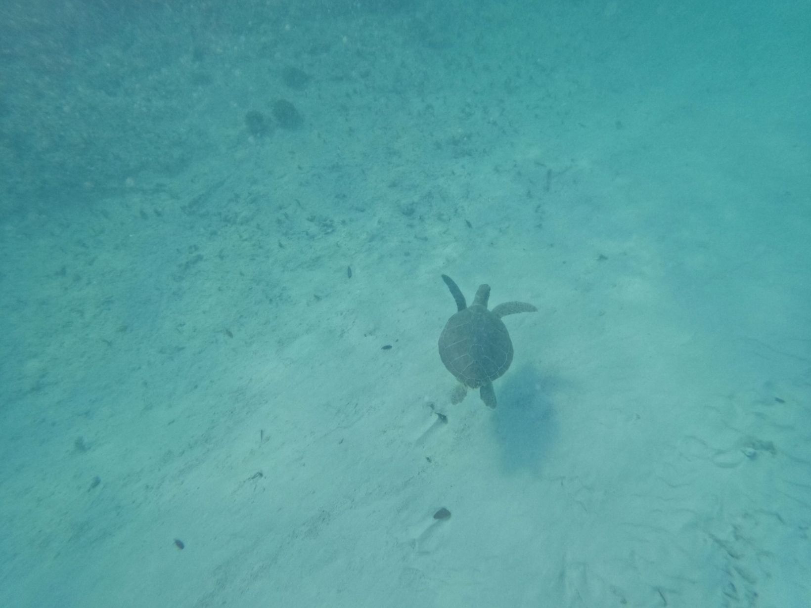 2025-04-23 Bahamas - 81