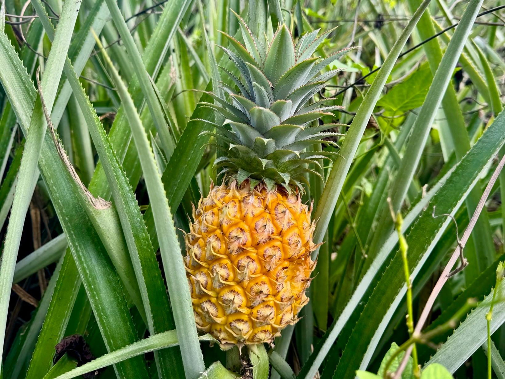 IMG 0084