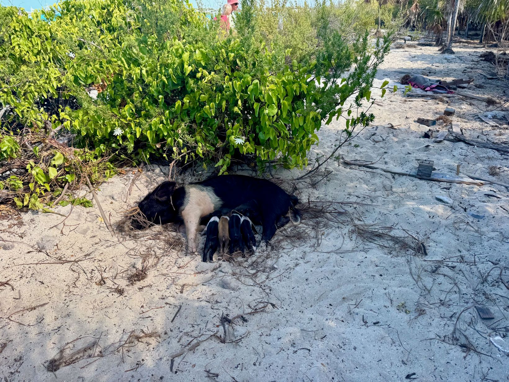 2025-04-23 Bahamas - 78