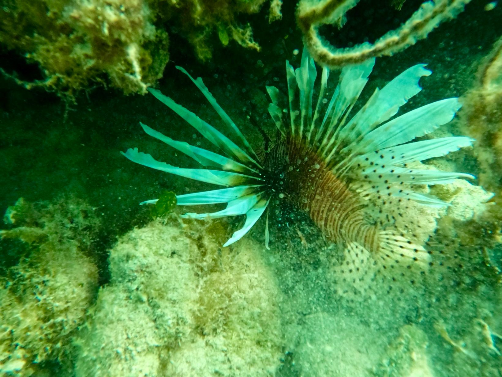 IMG 7246